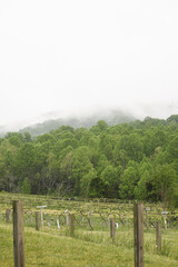 Fototapeta na wymiar Foggy mountain view from vineyard