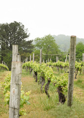 Fototapeta premium Winery vineyard in foggy mountains