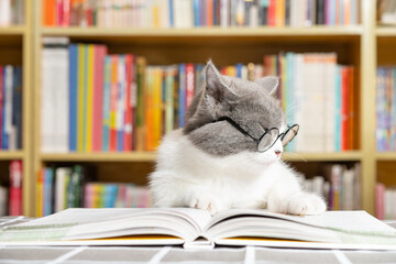 a cute british shorthair cat wears glasses and looks like she is tired