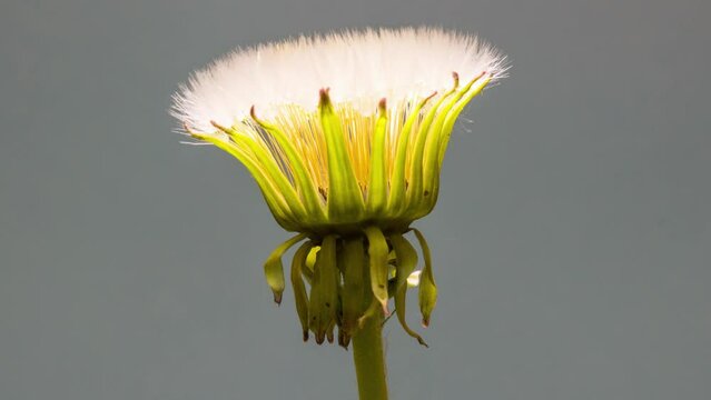 close up of a white dandelion