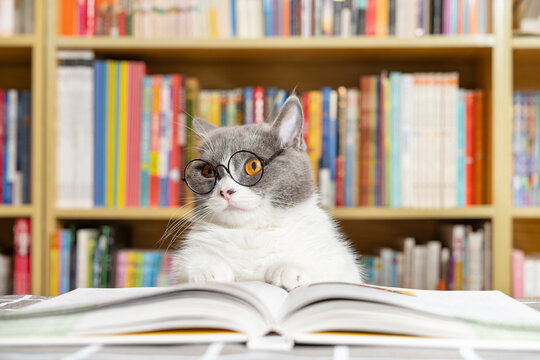 a cute british shorthair cat reading a book in front of a book shelf