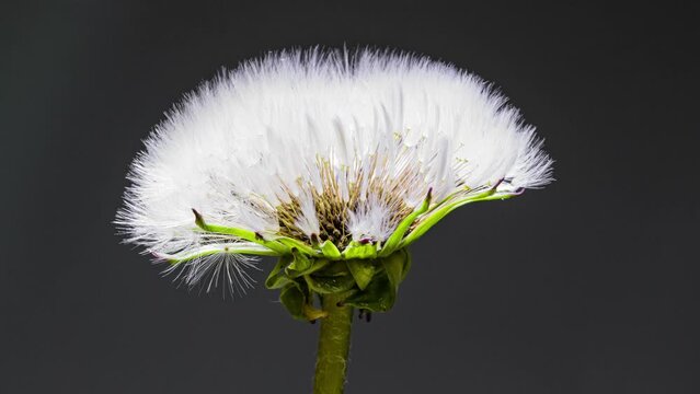 close up of a white dandelion