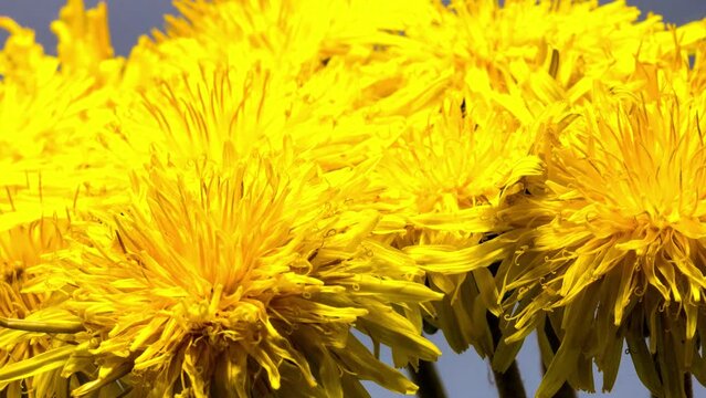 close up yellow dandelion flower