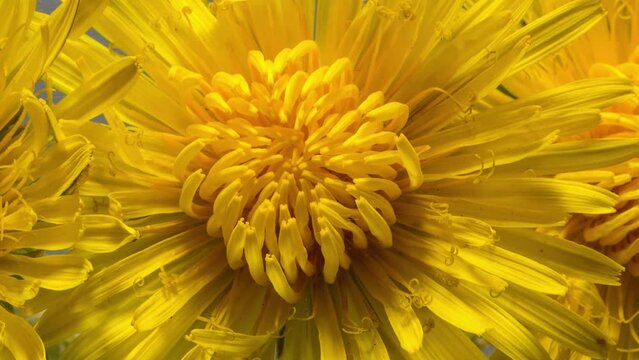 close up of dandelion