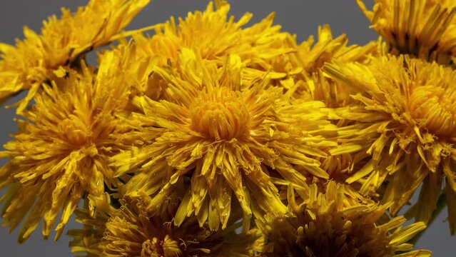 yellow dandelion flower