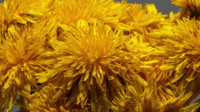 close up of dandelion