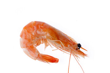 shrimp