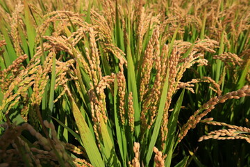 The autumn rice fields