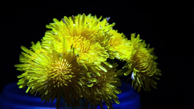 flower on black background