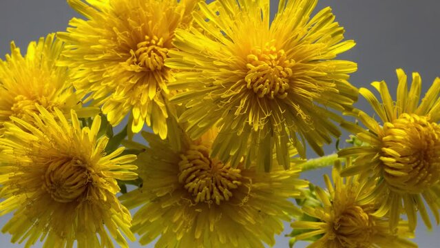 yellow dandelions in the wind