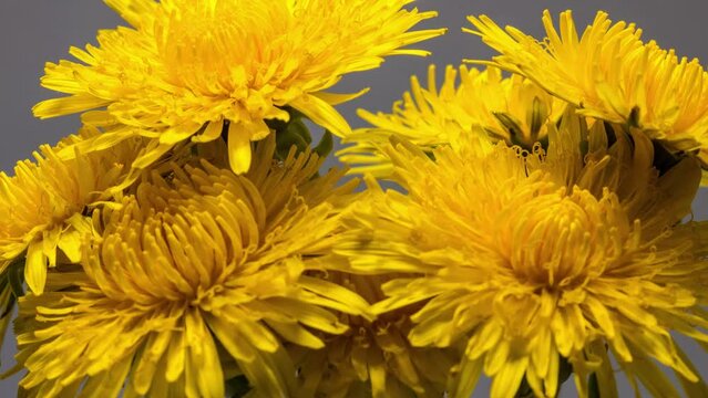yellow dandelion flower