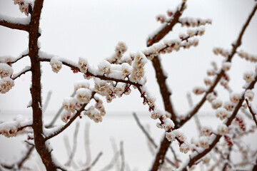 Apricot blossom flowers covered by snow in spring