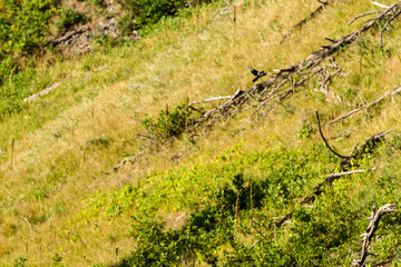 Bear Butte State Park in Summer, South Dakota