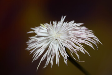 White flower blossoming close up botanical background clematis viticella family ranunculaceae big size high quality print