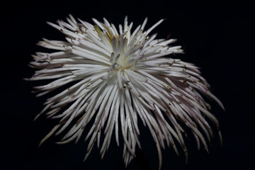 White flower blossoming close up botanical background clematis viticella family ranunculaceae big size high quality print