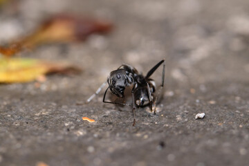 Dead black ant