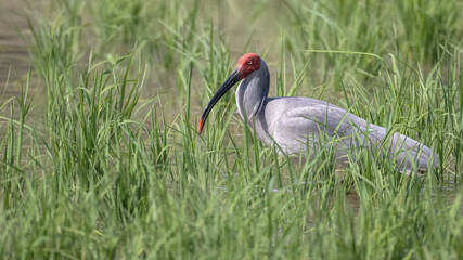 따오기 먹이 논 벼 물