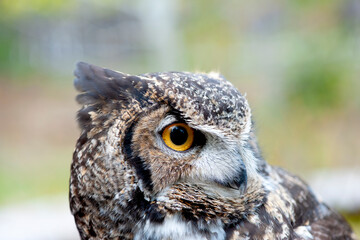 Great Horned Owl head turned