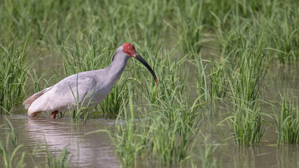 따오기 먹이 논 벼 물