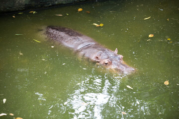 Fototapeta premium Big hippopotamus in the swamp in safari
