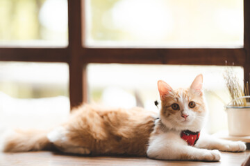 pet portrait of cute brown cat on table cafe, beautiful white fur kitten mammal animal background concept, adorable fluffy face and pretty eye tabby