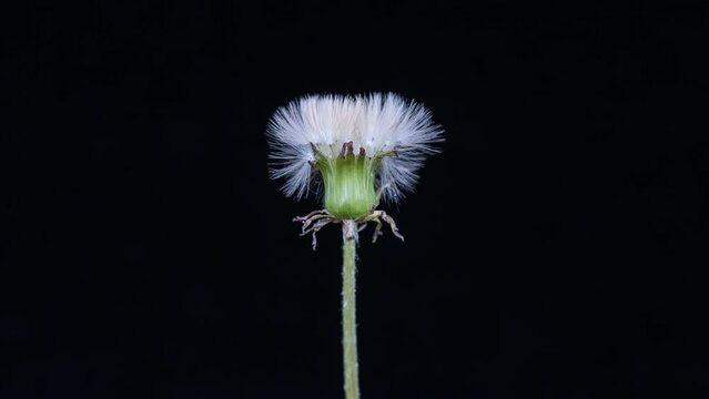 the dandelion seeds of furry flower head unfold isolated on a black background, time lapse 