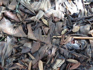 close up of a pile of dried leaves 