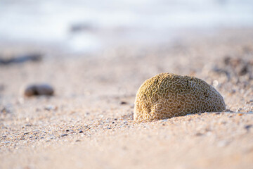 brain coral the beach after low tide