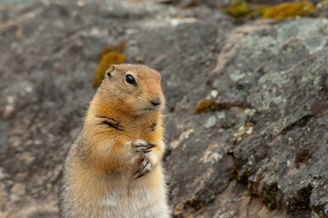 Naklejka na ściany i meble arctic ground squirrel Denali Alaska