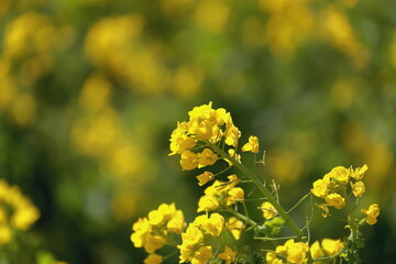 菜の花