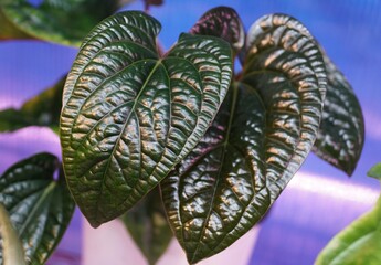 Beautiful dark and shiny leaves of Anthurium Radicans X Luxurians