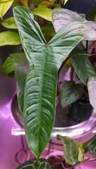 Long and shiny green leaves of Philodendron Sharoniae, a rare tropical houseplant