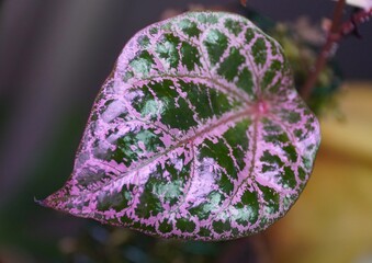 Beautiful pink and green leaves of Piper Ornatum, a rare tropical plant - obrazy, fototapety, plakaty