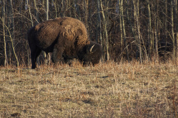 Plains Bison grazing at Elk Island Park