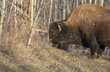 Plains Bison grazing at Elk Island Park