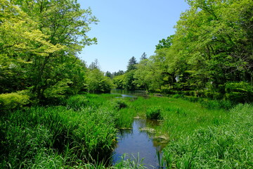 新緑の雲場池