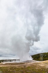 old faithful geyser sprouting at a winter day in Yellow stone national park