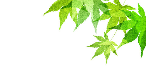 新緑　もみじ　葉　背景