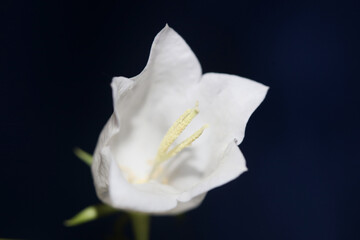 White flower blossoming close up Campanula persicifolia family campanulaceae high quality big size...