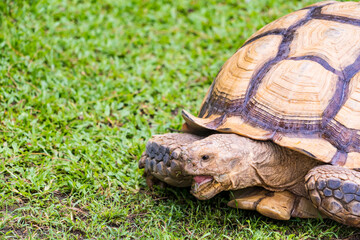 Sucata the giant turtoise in the garden