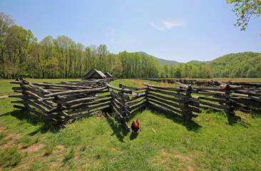 Idyllic landscape with the hen - Mountain Farm Museum - Great Smoky Mountains National Park, North Carolina