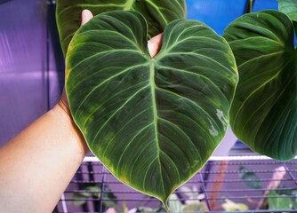 Beautiful velvety leaf of Philodendron Rubrijuvenile El Choco Red © Khairil