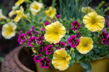 Beautiful flowers in a north american cottage