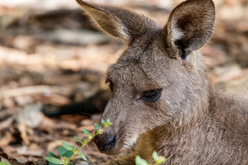 Closeup of Kangaroo