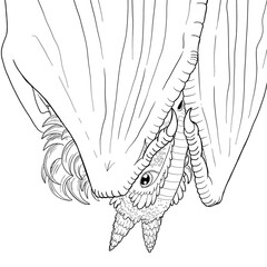 Black and white coloring page ink illustration of a dragon.