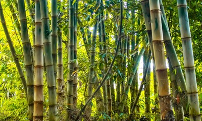 a backdrop of shady bamboo collections