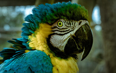 blue and yellow macaw