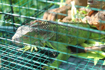 iguana in a cage on a blurred background in the daytime.  exotic pets