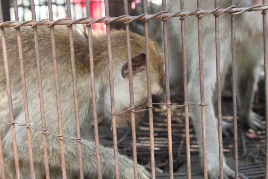 close up of a ape in the cage