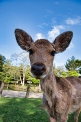 A portrait of the female deer.   Nara Japan      
